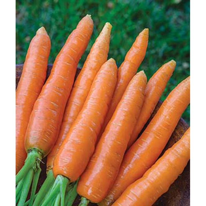 Seed Tape Nantes Half Long Carrots 69716