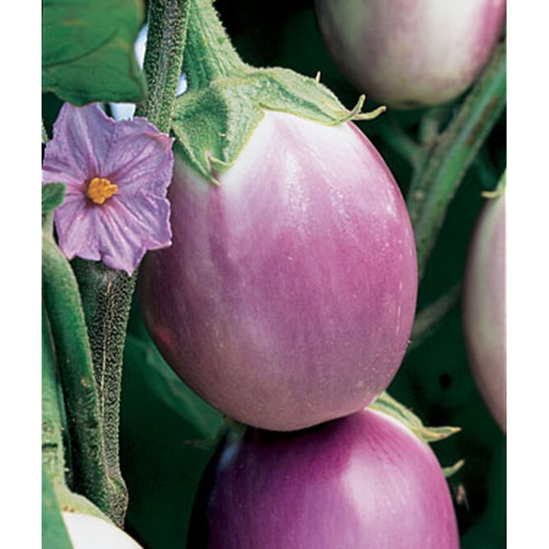 Rosa Bianca Eggplant Seed Pack 51293