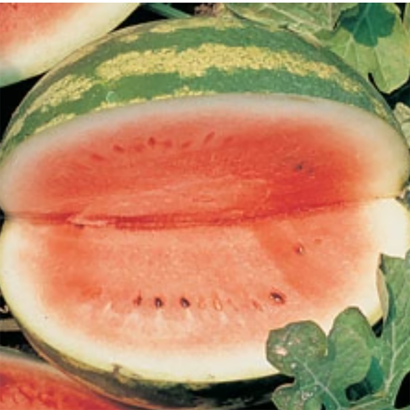 Crimson Sweet Watermelon Seeds 9913200