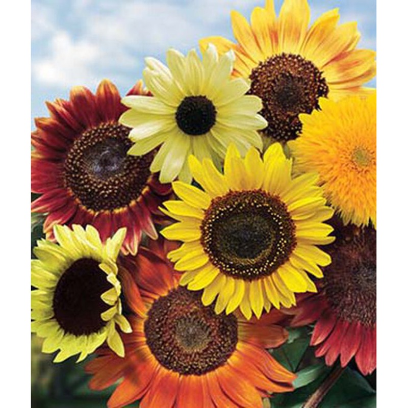 Fun ‘N Sun Blend Sunflower Seed Pack 31432