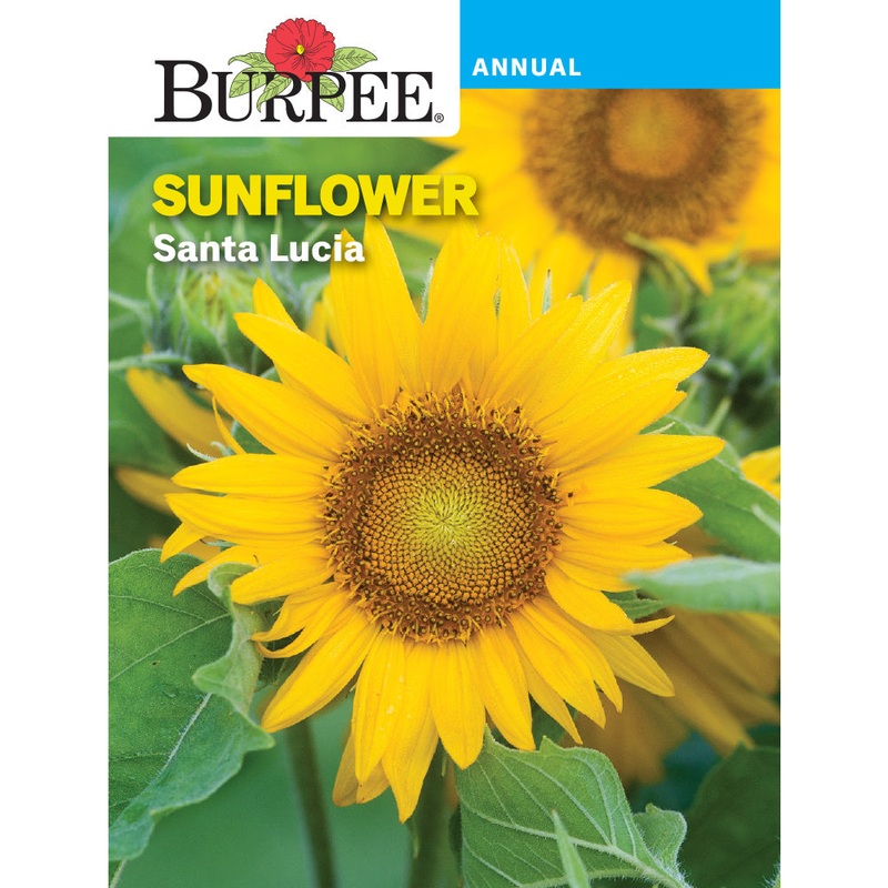 Santa Lucia Sunflower Seed Pack 31094