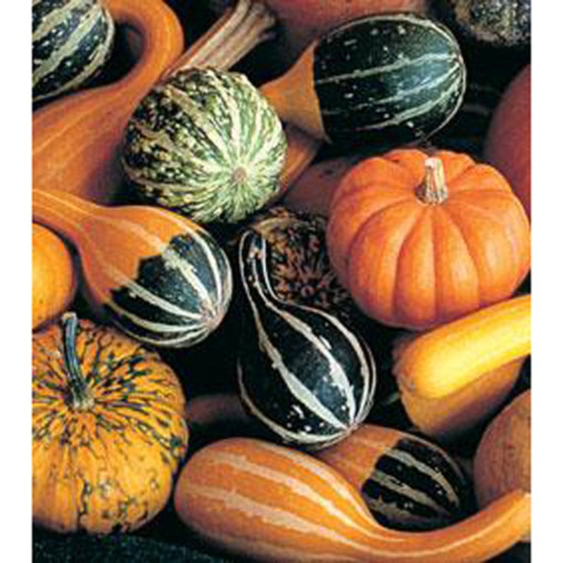 Small Fruited Mixed Gourd Seeds 9933000