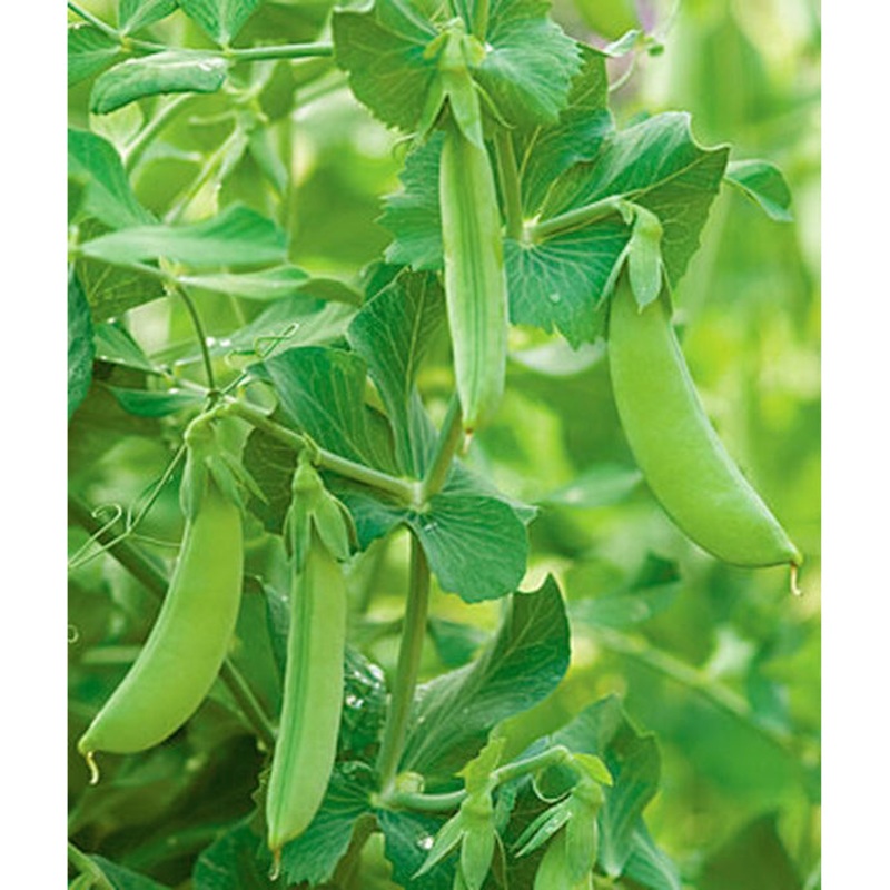 Value Pack Cascadia Snap Pea Seed 65013 75 gram