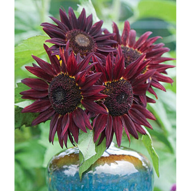 Chianti Sunflower Seed Pack 47852