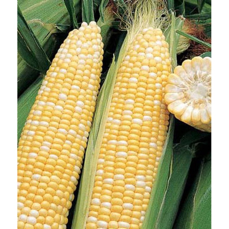 Triple Crown Bi-Color Hybrid Sweet Corn Seed Pack 57201