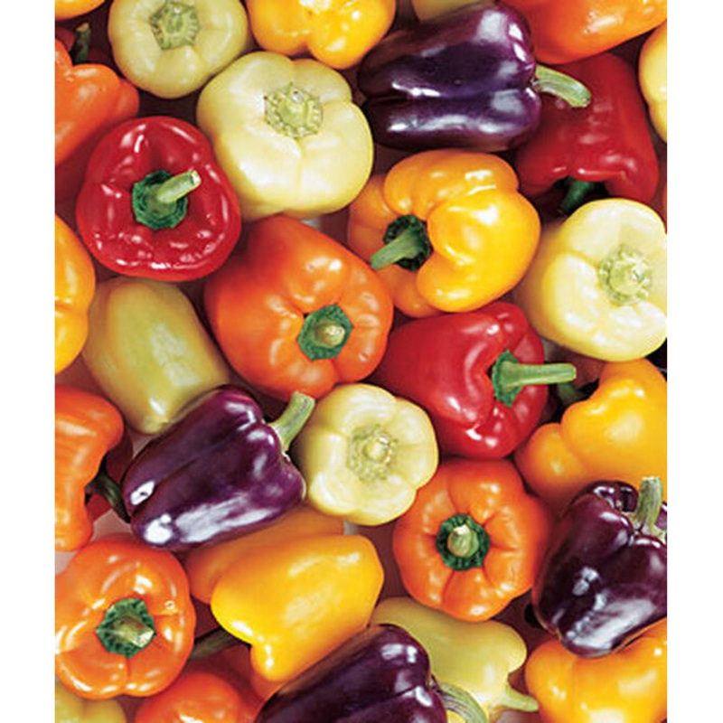 Carnival Blend Sweet Pepper Seed Pack 63545