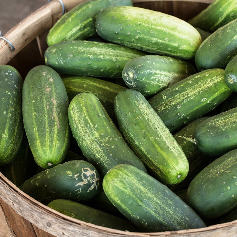 Bush Crop Cucumber Seeds 9903500