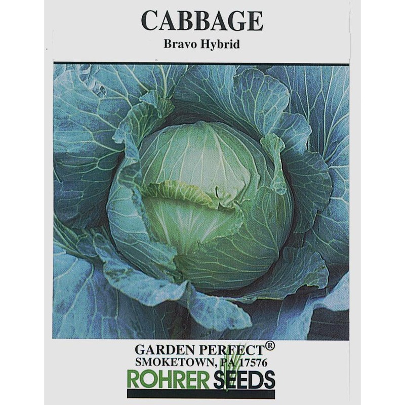 Bravo Hybrid Cabbage Seed Pack 9900900