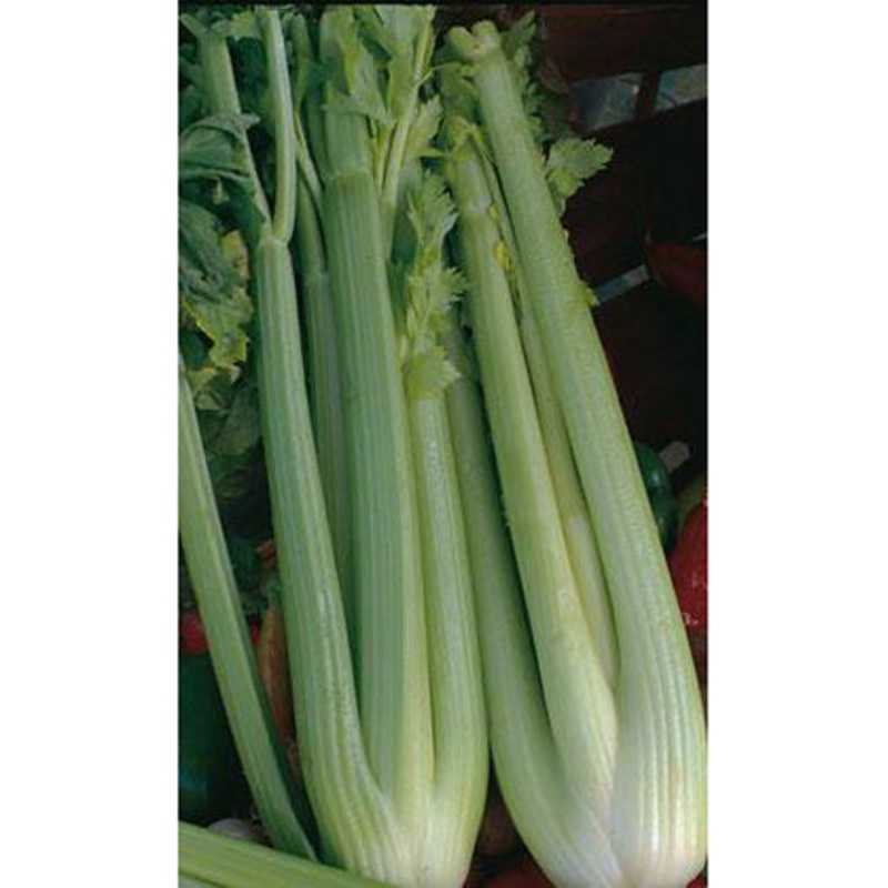 Tall Utah Celery Seed Pack 9903200