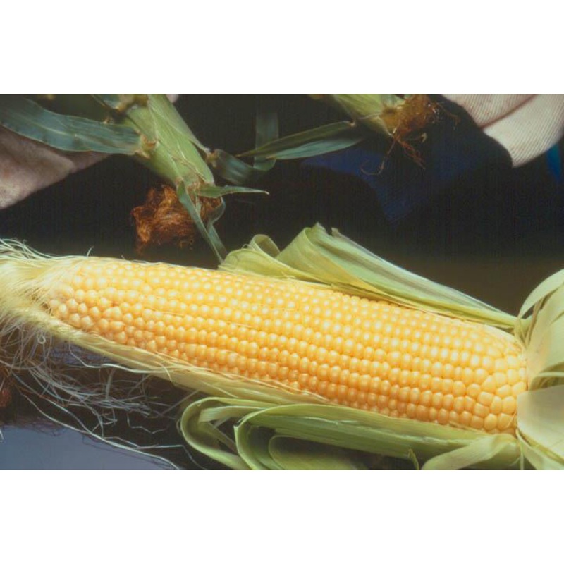 Incredible Yellow Sweet Corn 9921902 1/2 lb.
