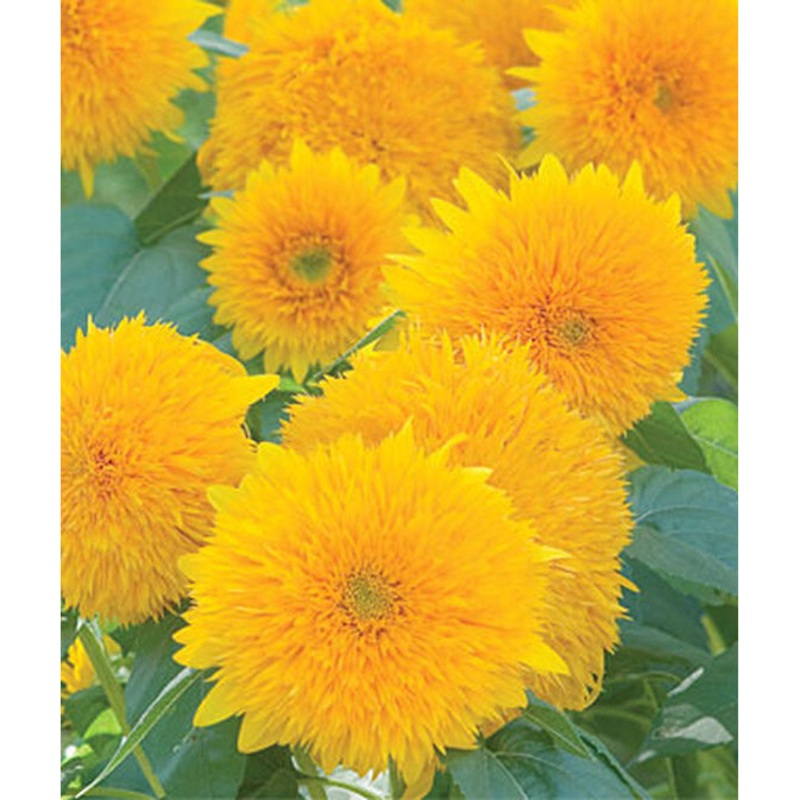 Teddy Bear Sunflower Seed Pack 47936