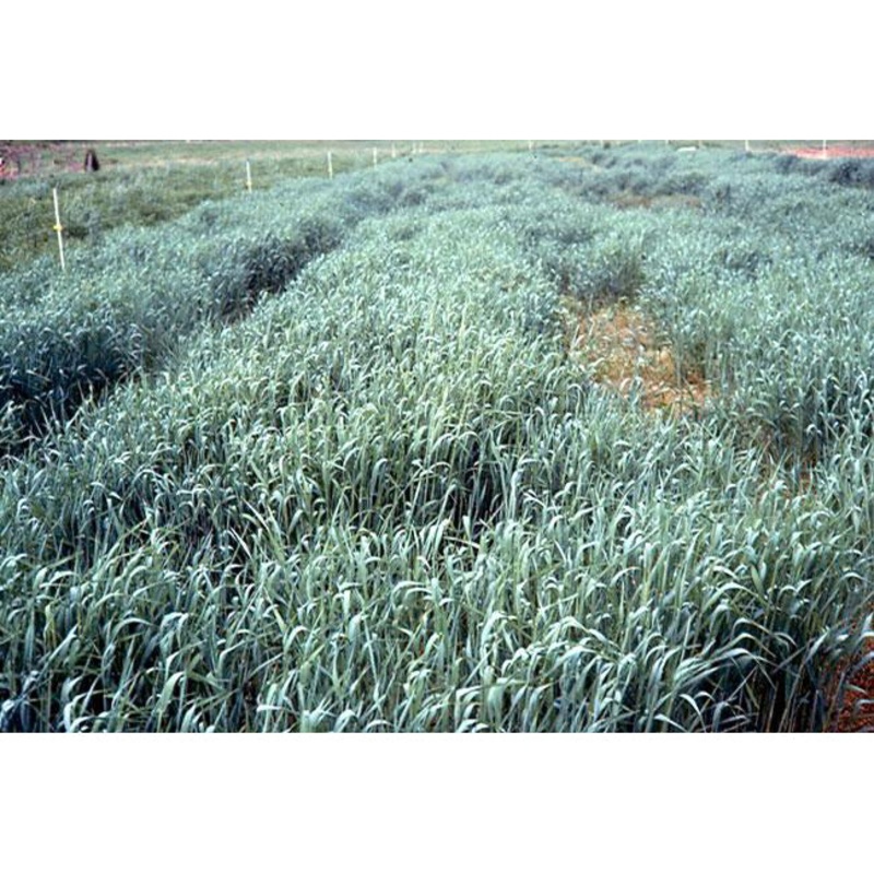 Winter Rye Cover Crop 5 lb Seed 9971020