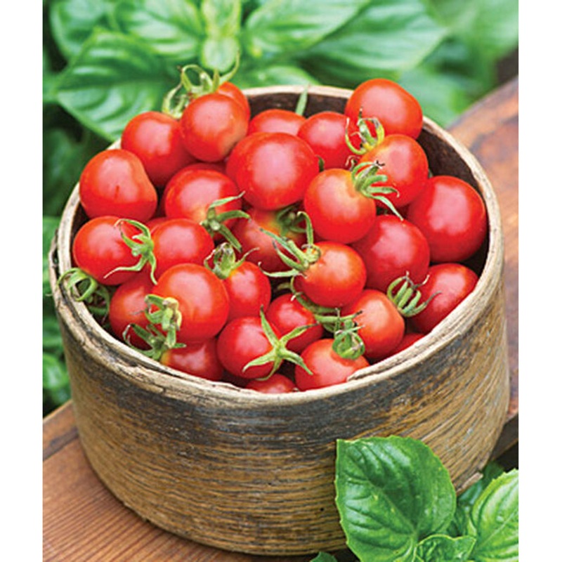 Baby Boomer Hybrid Tomato Seed Pack 50284