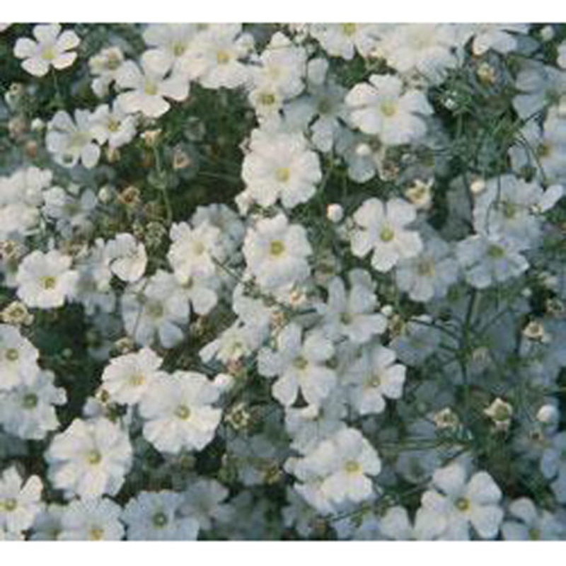 Covent Garden Baby’s Breath Seeds 9930600