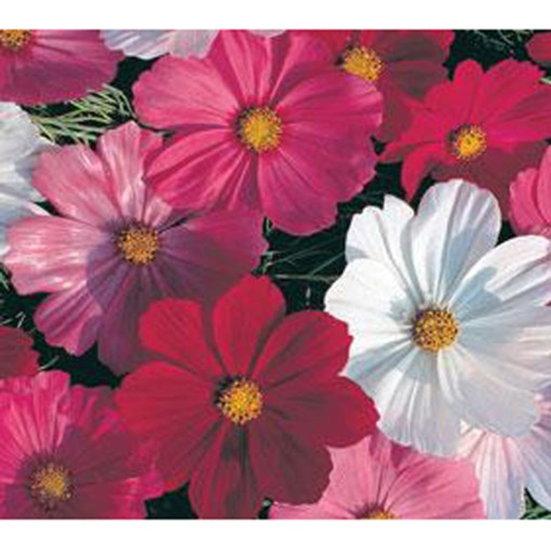 Sensation Mix Cosmos Flower Seeds 9931800