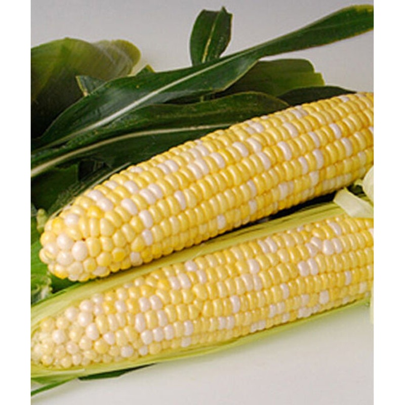 Value Pack Bi-Licious Sweet Corn Seed 250 seeds 62312