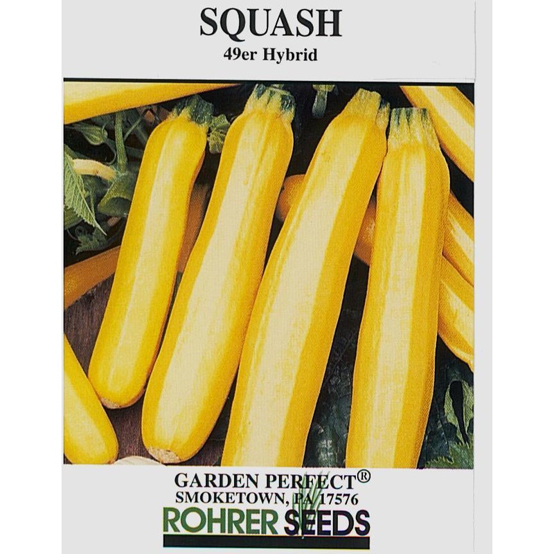 49er Hybrid Squash Seed 9910550