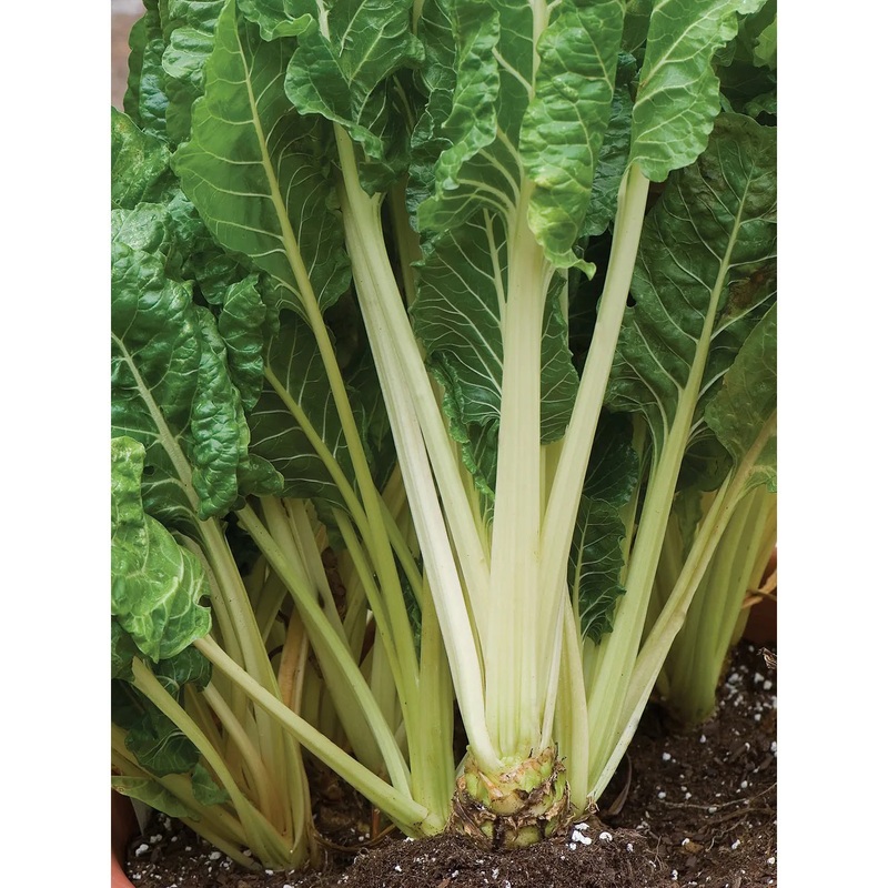 Swiss Chard, Fordhook Giant Seed Pack 61981
