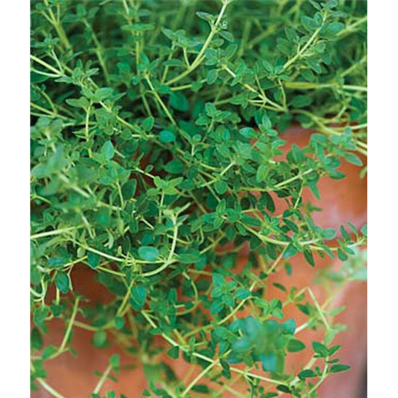Thyme Seed Pack 55848