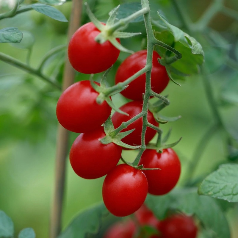 Ruby Crush Grape Tomato Seeds 67700