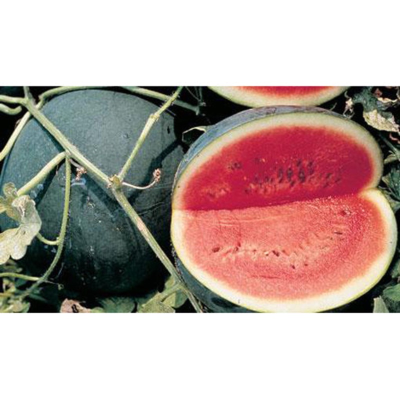 Sugar Baby Watermelon Seed 9913400