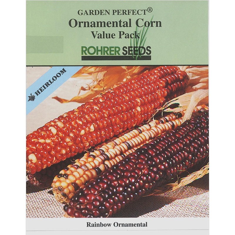 Rainbow Ornamental Corn 9923802