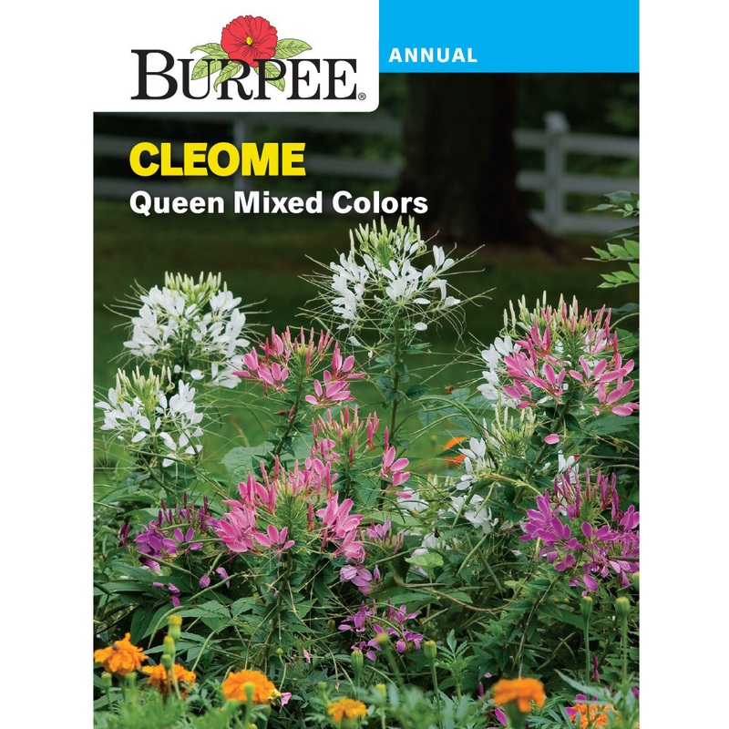 Queen Mixed Colors Cleome Flower Seed Pack 43612