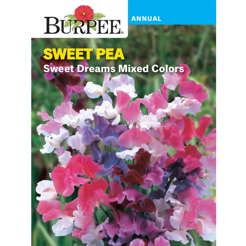 Sweet Dreams Sweet Pea Flower Seed Pack 47217