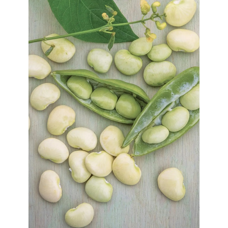Bean, Bush Lima Fordhook Seed Pack 65359