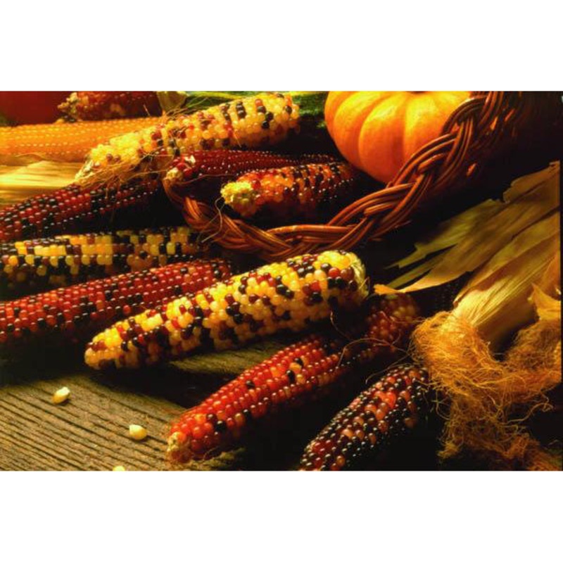 Indian Fingers Ornamental Popcorn Seed 1/2 lb 9923602