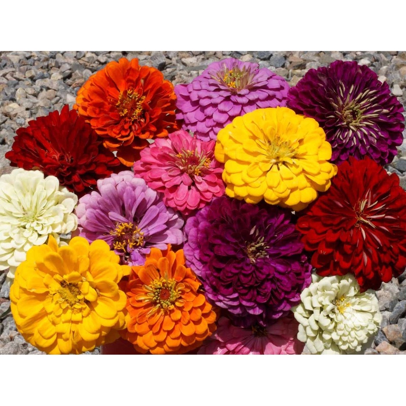 Dahlia-Flowered Mix Zinnia Seeds 9937800