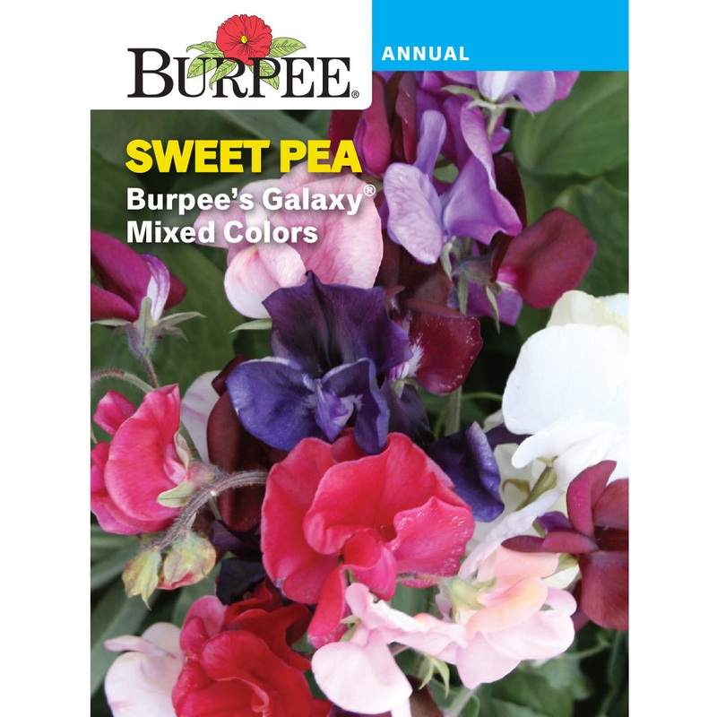 Galaxy Sweet Pea Flower Seed Pack 31625