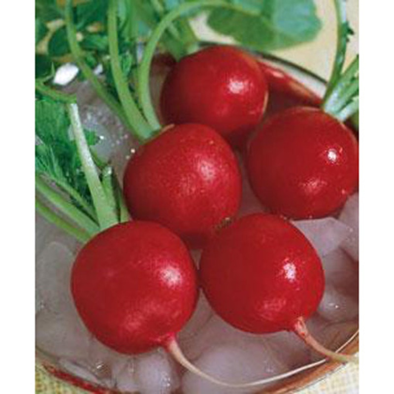 Crimson Giant Radish Seed 9908800