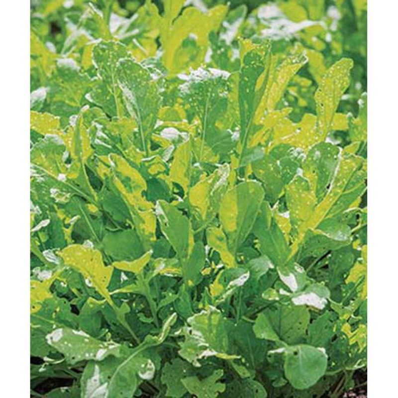 Arugula Rocket Seed Pack 64626
