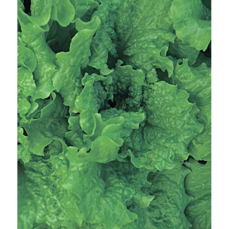 Black Seeded Simpson Lettuce Seed Pack 66266