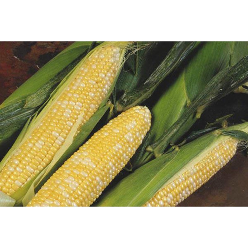 Delectable Sweet Corn 9921602