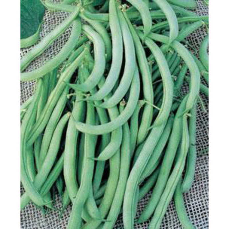 Tendergreen Beans 9920402 1/2 lb.
