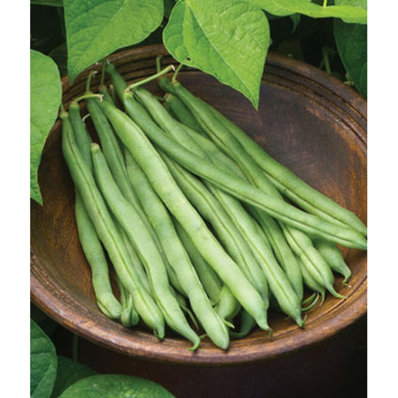 Big Kahuna Garden Bean Seed Pack 62412