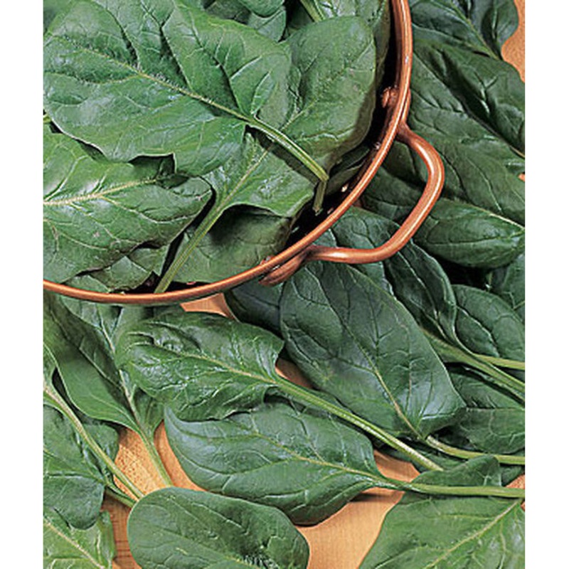 Baby’s Leaf Hybrid Spinach Seed Pack 54826