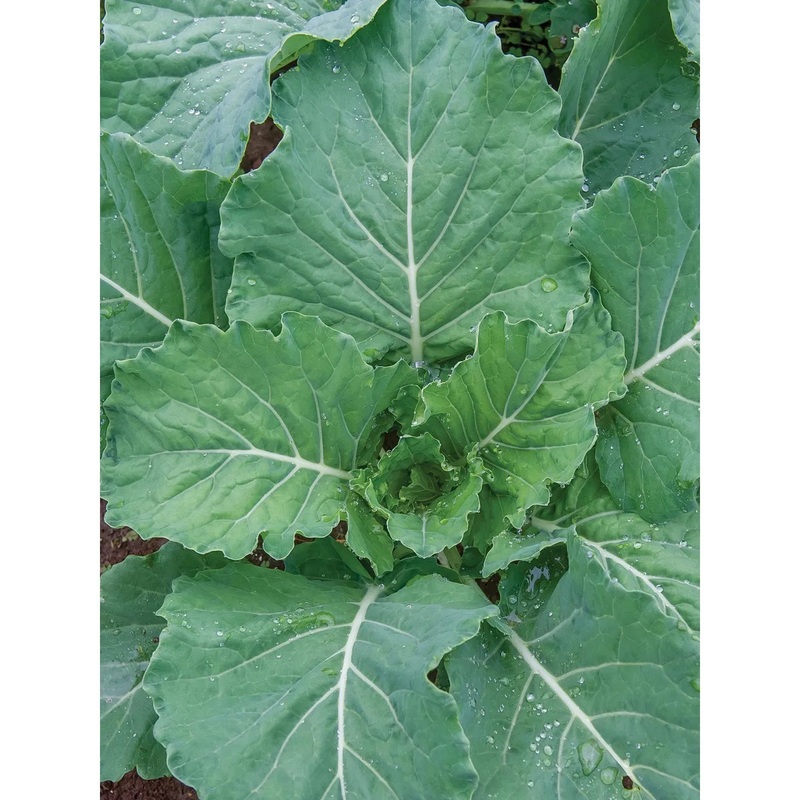 Collards, Georgia Seed Pack 65862