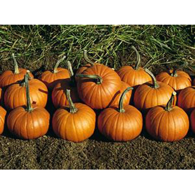 Baby Bear Pumpkin Seeds 9907500