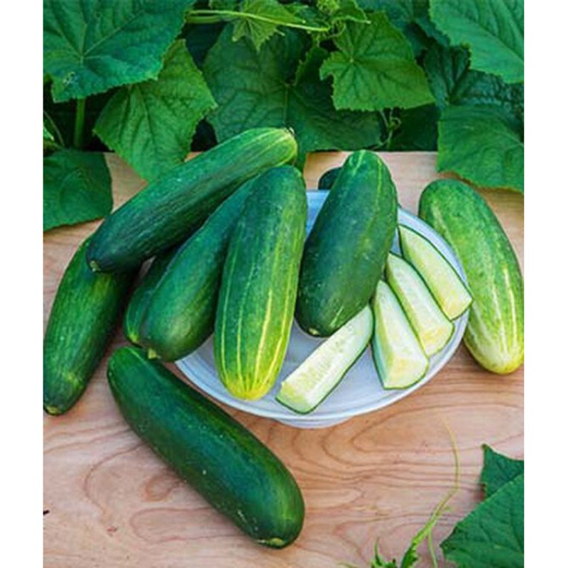 Bragger Hybrid Cucumber Seed Pack 60982
