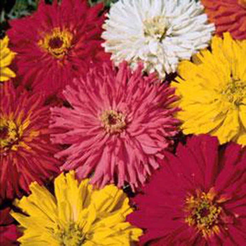 Cactus Flowered Mix Zinnias Flower Seeds 9937100
