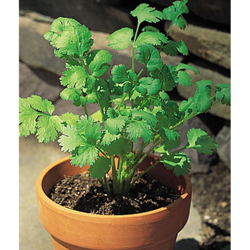 Cilantro Seed Pack 66035
