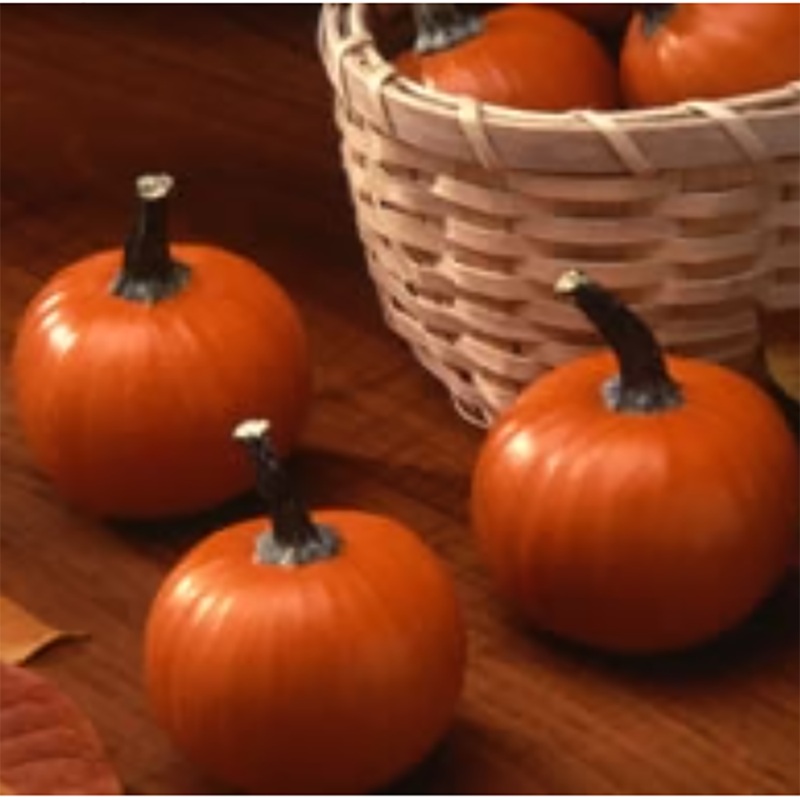 Wee-B-Little Pumpkin Seeds 9908550