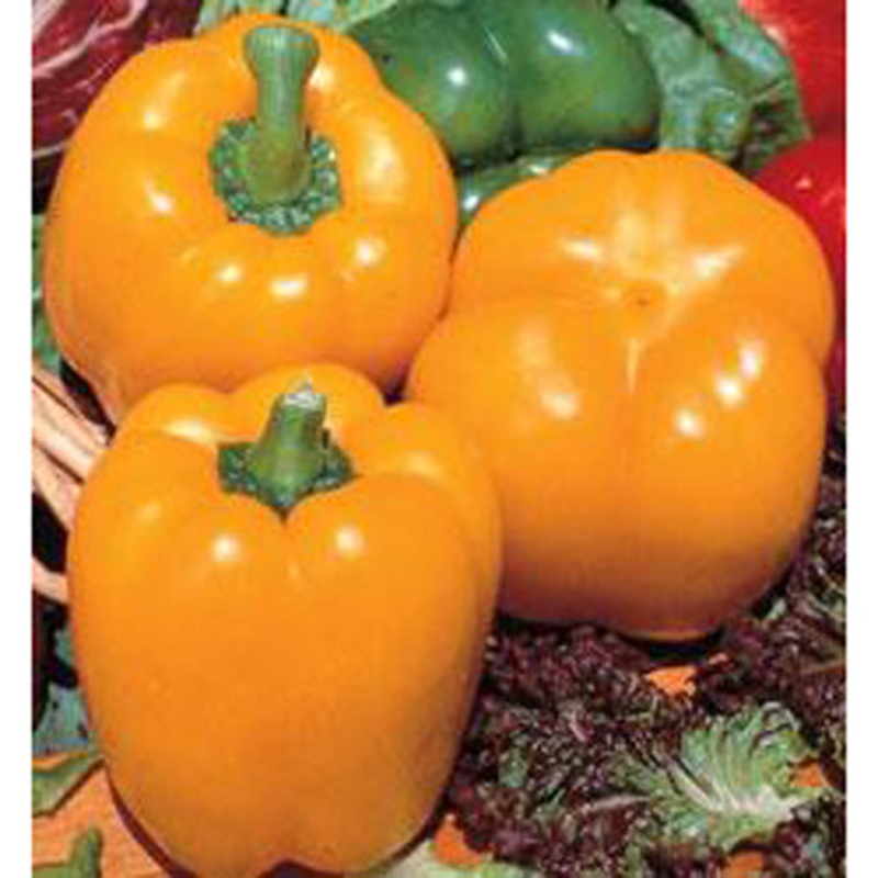 Golden Calwonder Bell Pepper Seeds 9907300