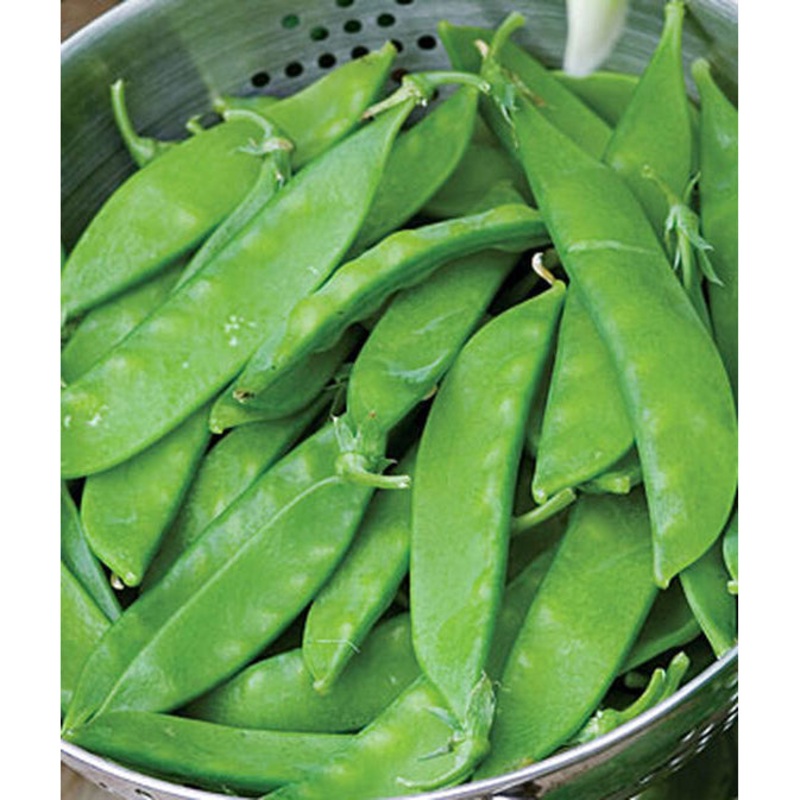 Snowbird Sugar Pea Seed Pack 66548