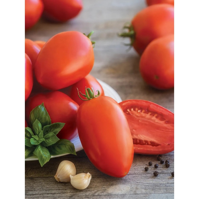 Tomato, Gladiator Hybrid Seed Pack 51662