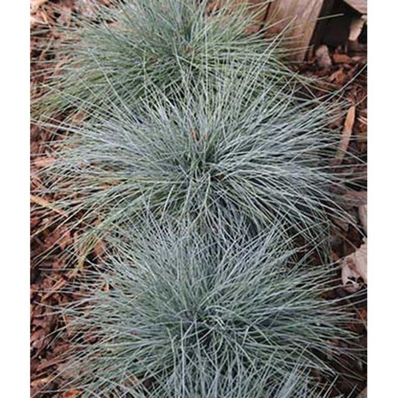 Blue Fescue Ornamental Grass Seed Pack 46995