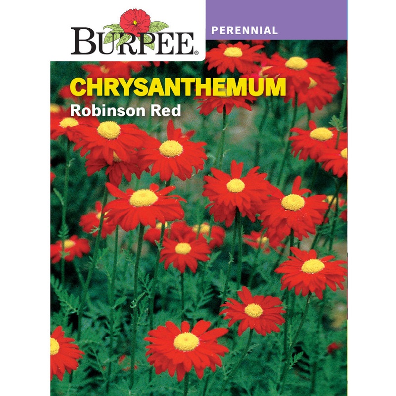 Robinson Red Chrysanthemum Flower Seed Pack 43051